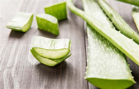 aloe vera stye|More.